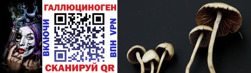 Галлюциногенные грибы Psilocybe  наркошоп  Нижние Серги 